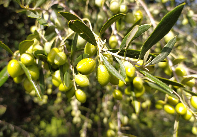 Olive Polyphenol Supplements: Phenolia Endurance is Formulated for High-Performance…