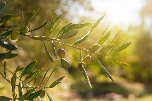 Olive branch macro close-up; generic stock botanical shot.