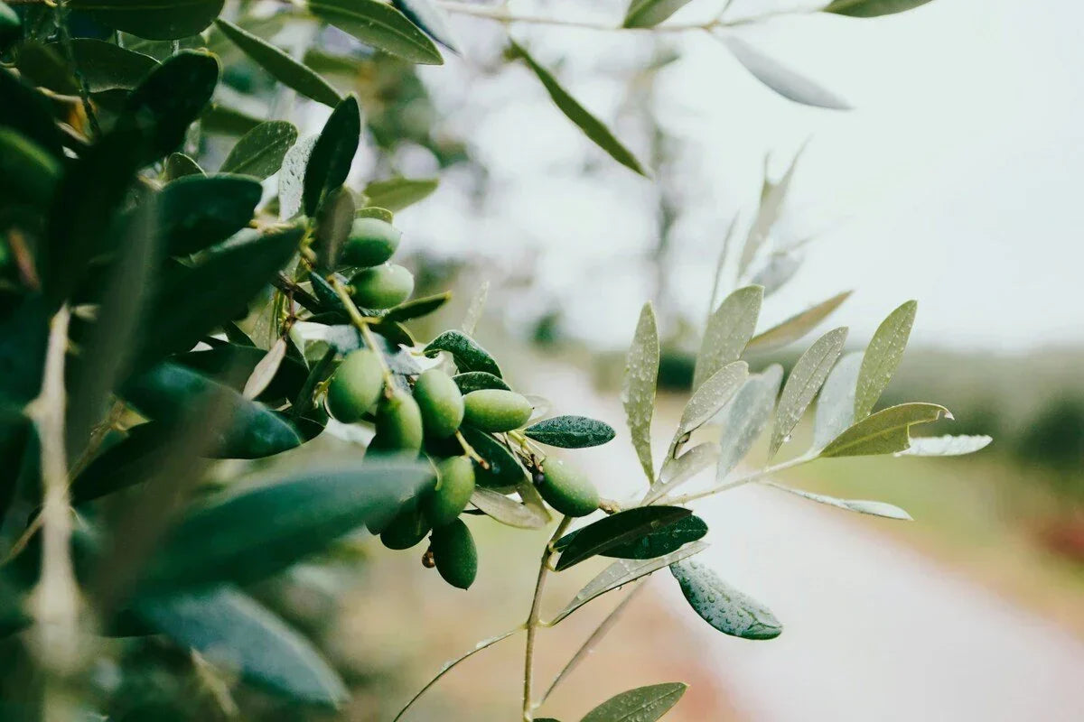 Olive Polyphenol Supplements