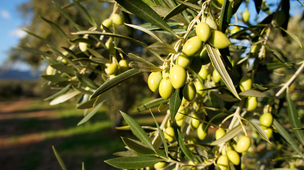 Small green Koroneiki olives on a branch before harvest