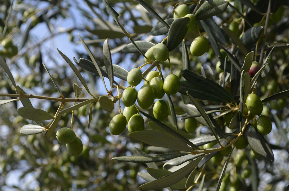 Single-Origin vs Blended Olive Oil: What’s the Difference?