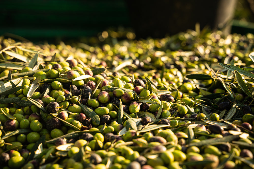 The Science Behind High Phenolic Olive Oil: Why Polyphenols Matter