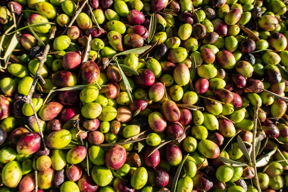 Green and golden olive oils showing natural differences in color