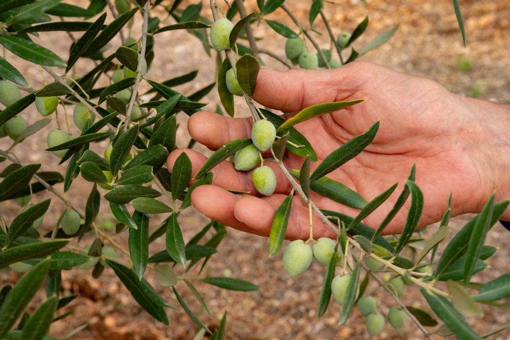 From Harvest to Bottle: Why Freshness Matters in Authentic Olive Oil