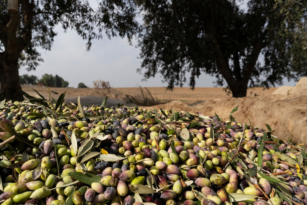 Why Most Olive Oils Lose Their Polyphenols (And How O-Liv Prevents It)