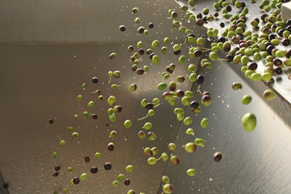 Fresh olives entering a mill during olive oil production