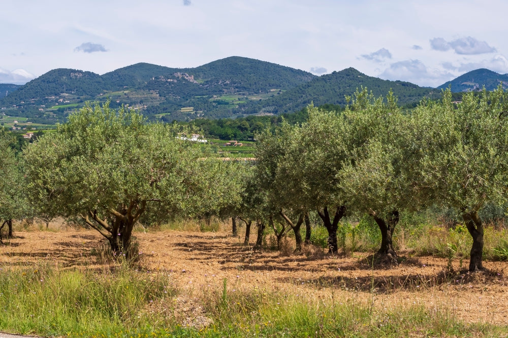 Meet the Farm: The Journey of Pomoni Olives from Grove to Bottle