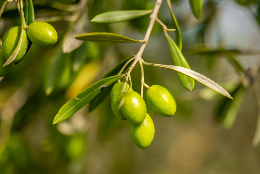 Why Color Matters: The Truth About ‘Green’ Extra Virgin Olive Oil
