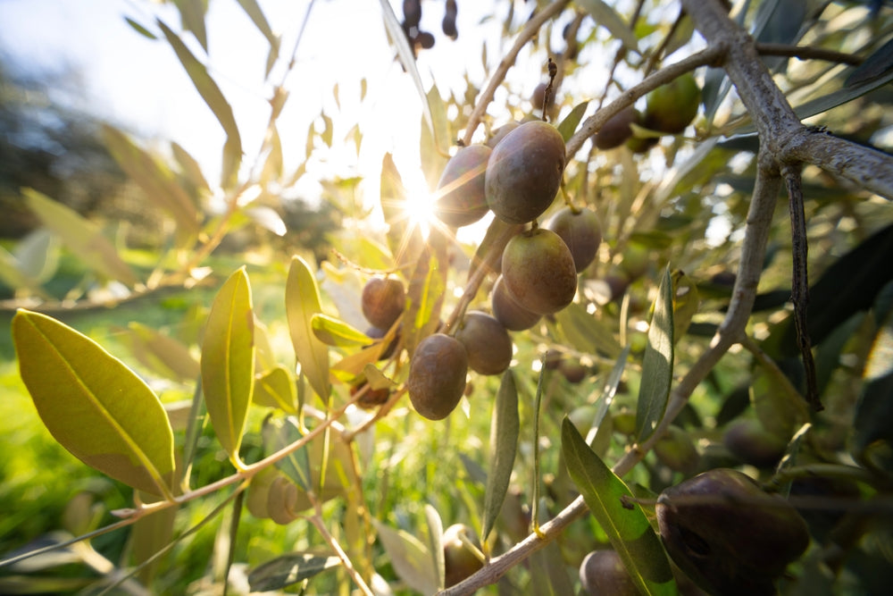 Sustainability, Traceability & Authenticity: O-Liv’s Promise to You and the Earth