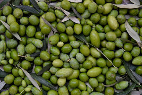 Fresh Harvest Olive Oil: Why Timing Matters